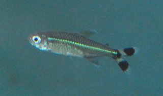 Moenkhausia intermedia