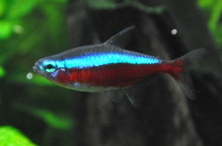 Paracheirodon axelrodi