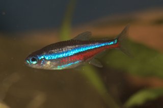 Paracheirodon simulans