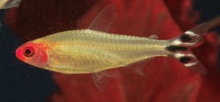 Petitella bleheri