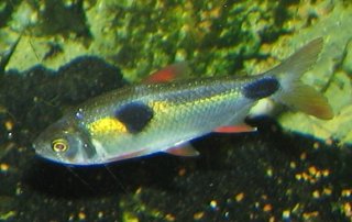 Exodon paradoxus