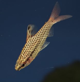 Chilodus gracilis