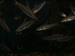 Chilodus punctatus