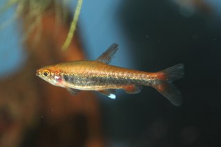 Nannostomus beckfordi