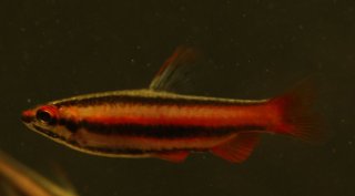 Nannostomus mortenthaleri