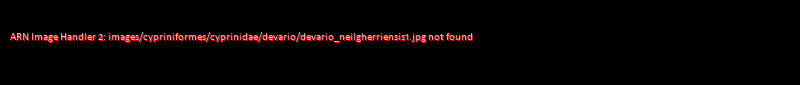 Devario neilgherriensis
