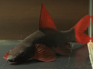 Epalzeorhynchos frenatum