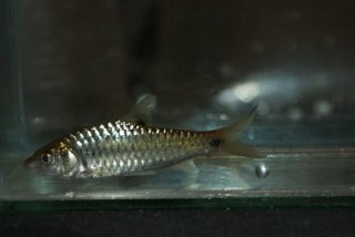 Puntius dorsalis