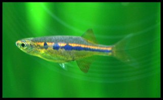 Neochela dadiburjori