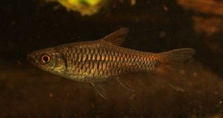 Rasbora rutteni