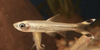 Rasbora trilineata