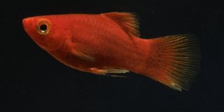 Xiphophorus maculatus