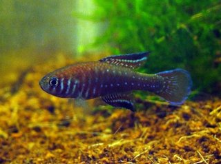Simpsonichthys boitonei
