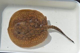 Potamotrygon orbignyi