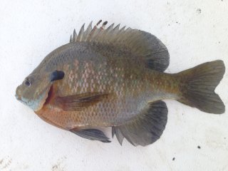 Lepomis macrochirus