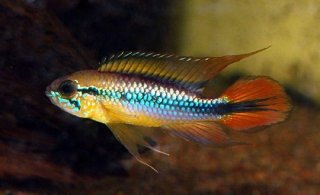 Apistogramma agassizii