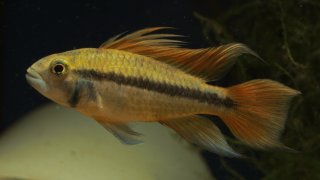 Apistogramma cacatuoides