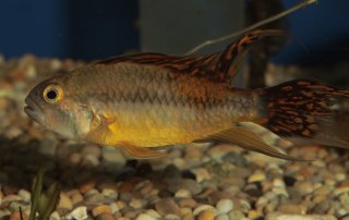 Apistogramma cacatuoides