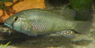 Astatotilapia flavijosephii