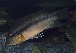 Chromidotilapia cavalliensis