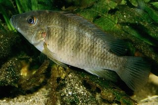 Chromidotilapia regani