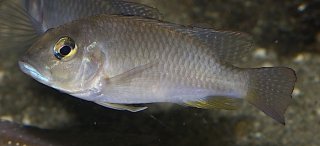 Ctenochromis polli