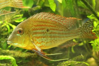 Geophagus neambi