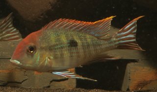 Geophagus pyrocephalus