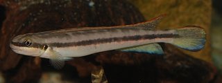 Gobiocichla ethelwynnae