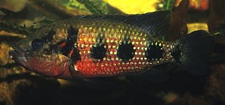 Hemichromis elongatus