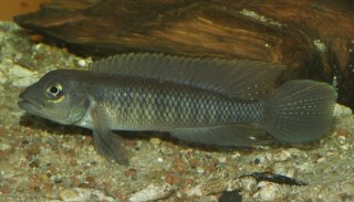 Lamprologus tigripictilis