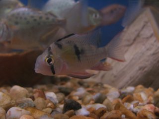 Mikrogeophagus altispinosus