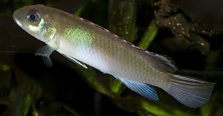 Nanochromis parilus