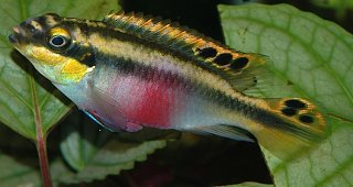 Pelvicachromis pulcher