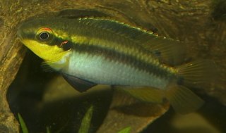 Pelvicachromis roloffi