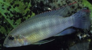 Wallaceochromis humilis