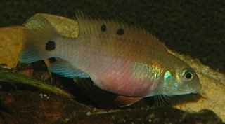 Wallaceochromis signatus