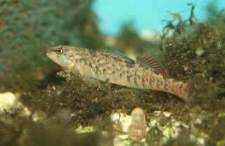 Etheostoma caeruleum