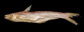 Proeutropiichthys taakree