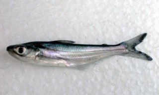 Silonia silondia