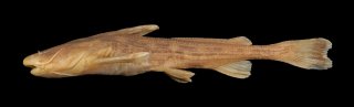 Acrochordonichthys guttatus