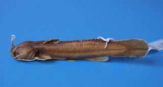Liobagrus anguillicauda