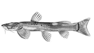 Amphilius lentiginosus