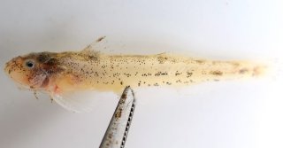 Zaireichthys cf. pallidus