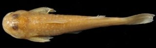 Zaireichthys rotundiceps