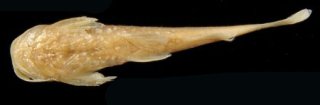 Zaireichthys rotundiceps