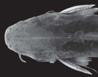 Cathorops melanopus