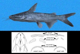 Cathorops multiradiatus