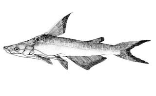 Common member of the genus Doiichthys