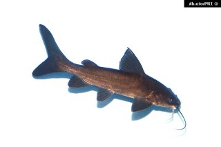 Neoarius graeffei